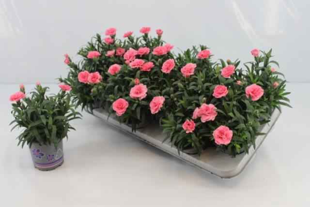 Горшечные цветы и растения оптом Dian Osc Pink от 12шт из Голландии с доставкой по России