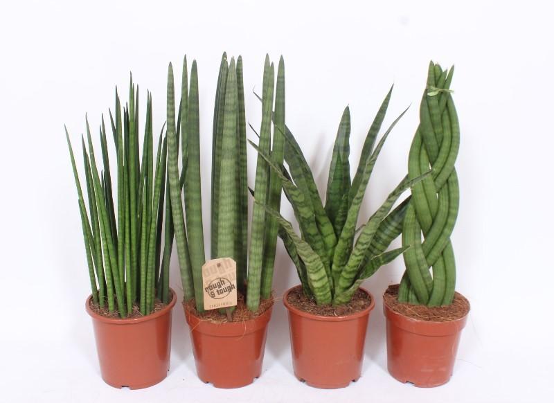 Горшечные цветы и растения оптом Sansevieria Luxe Mix от 6шт из Голландии с доставкой по России