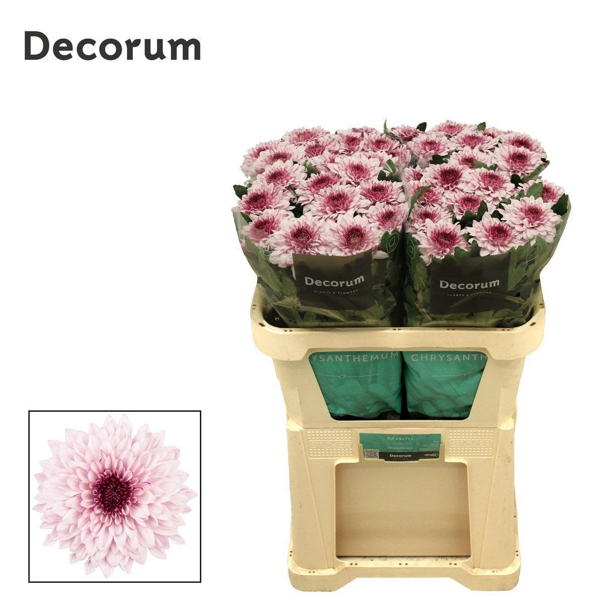 Срезанные цветы оптом Chrys bl pip pretty от 120шт. из Голландии с доставкой по России