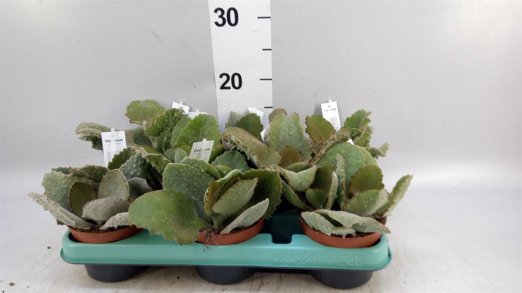 Горшечные цветы и растения оптом Kalanchoe Nf Beharensis от 8шт из Голландии с доставкой по России