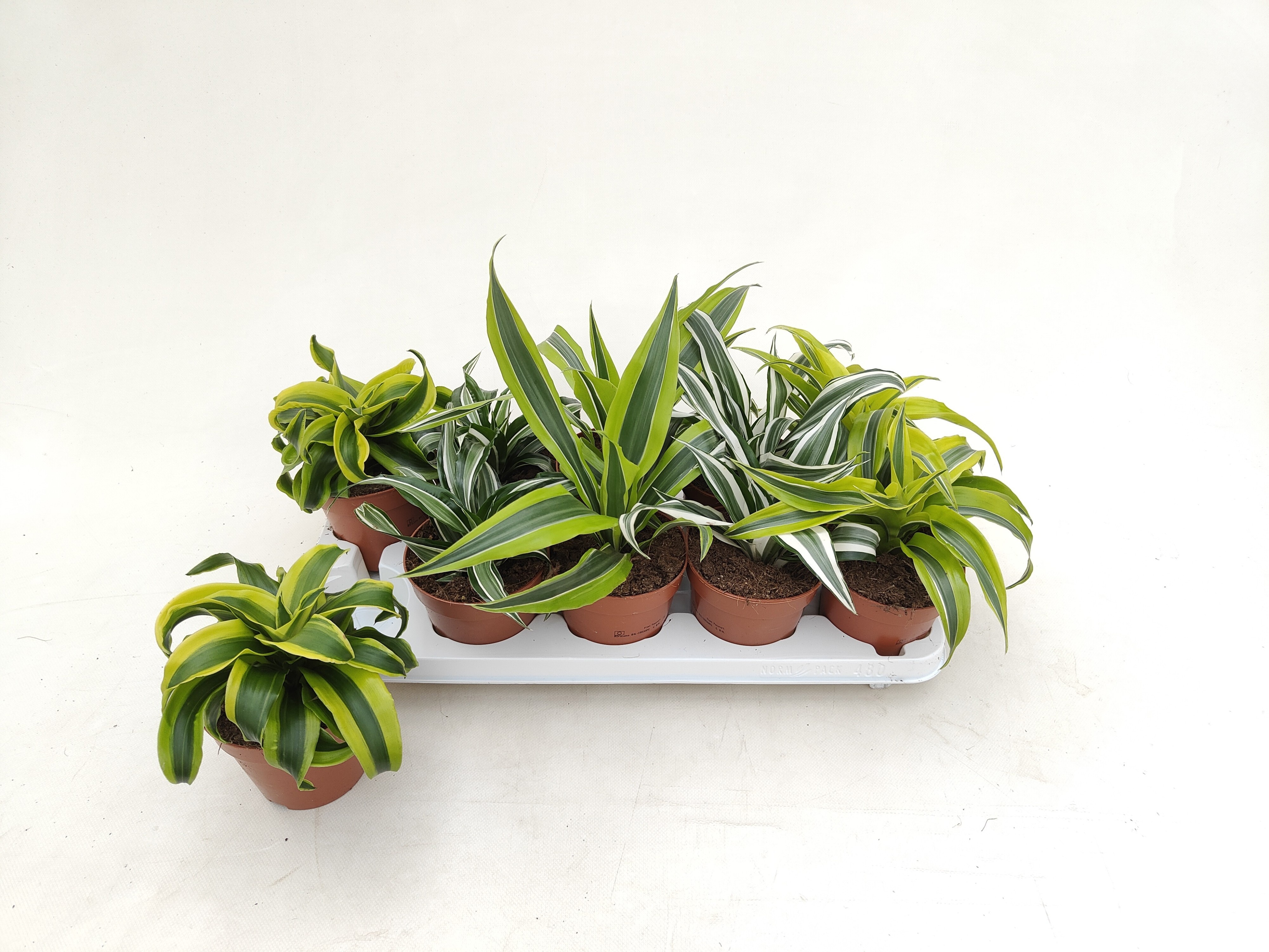 Горшечные цветы и растения оптом Dra Gem от 10шт из Голландии с доставкой по России