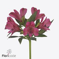 Срезанные цветы оптом Alstroemeria bikini от 50шт. из Голландии с доставкой по России