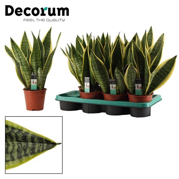 Горшечные цветы и растения оптом Sansevieria Superba (decorum) от 7шт из Голландии с доставкой по России