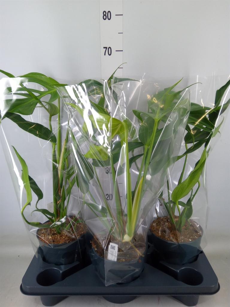 Горшечные цветы и растения оптом Monstera   ... от 3шт из Голландии с доставкой по России