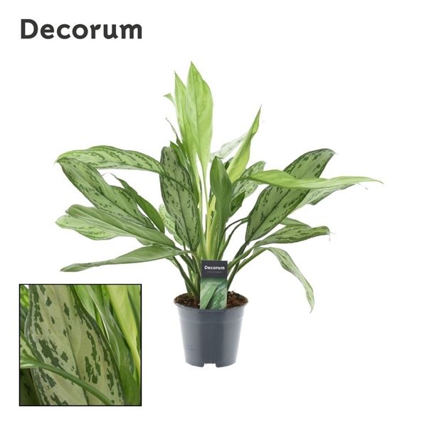 Горшечные цветы и растения оптом Aglaonema Silver Queen (decorum) от 7шт из Голландии с доставкой по России