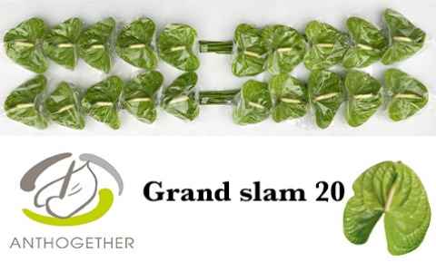 Срезанные цветы оптом Anthurium grand slam от 20шт из Голландии с доставкой по России