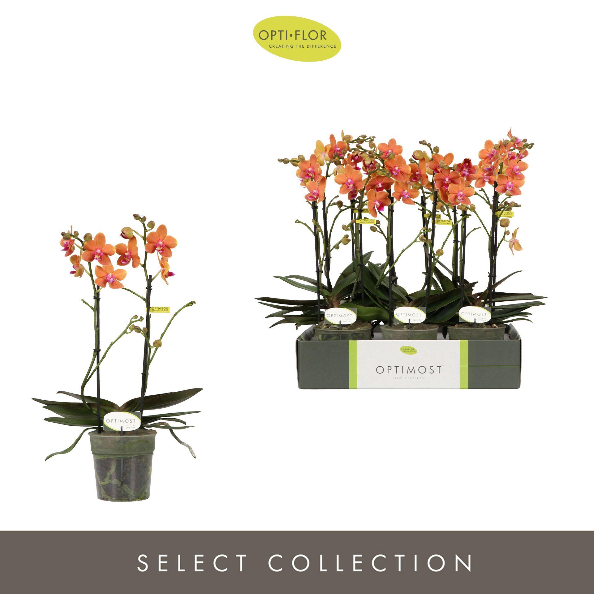 Горшечные цветы и растения оптом Phal 2st Optimost Paprika от 6шт из Голландии с доставкой по России