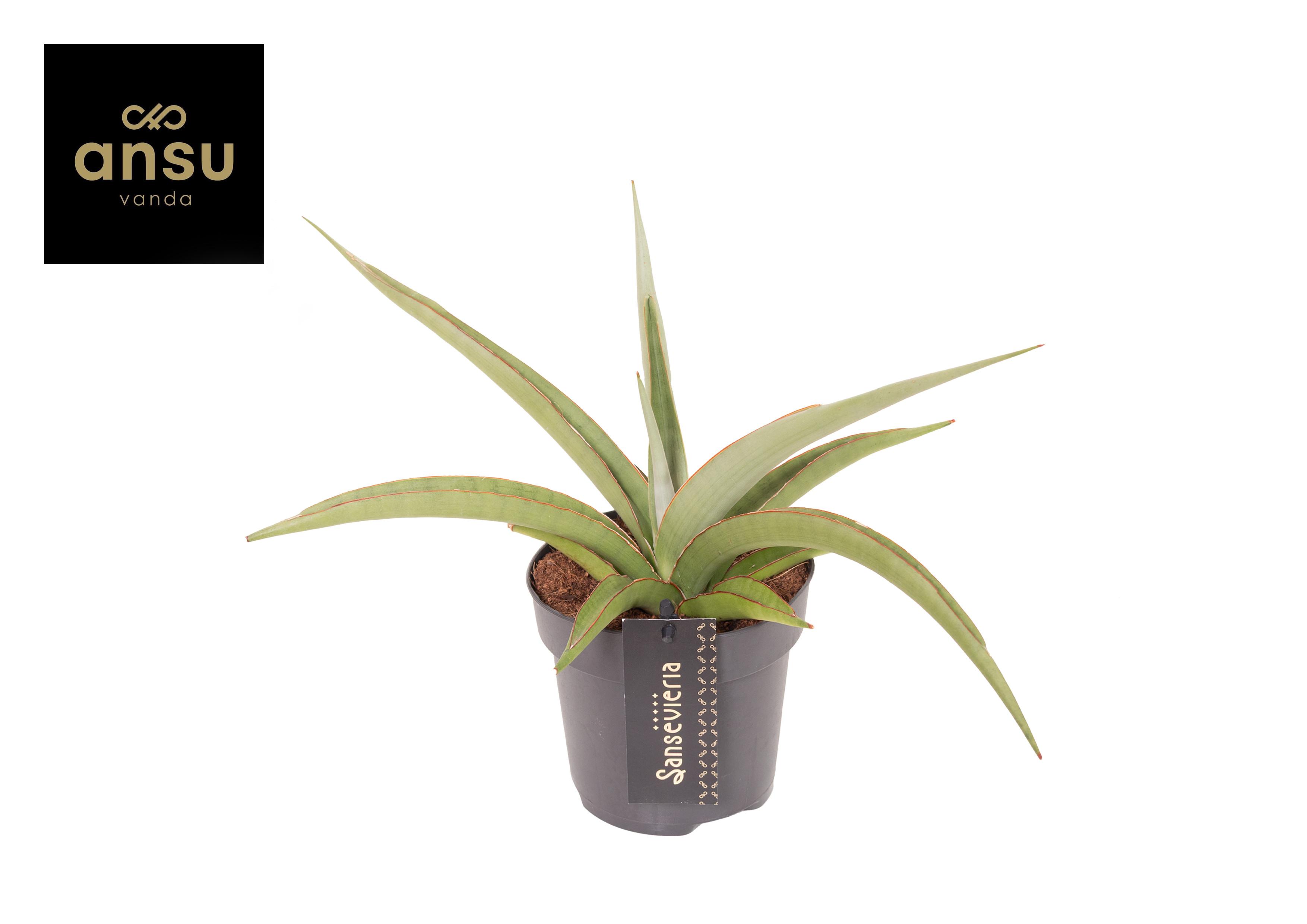 Горшечные цветы и растения оптом Sansevieria Comet Pastel Grey No. 2 от 4шт из Голландии с доставкой по России