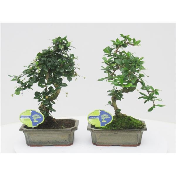 Горшечные цветы и растения оптом Bonsai Carmona Macrophylla, Without Drip от 6шт из Голландии с доставкой по России