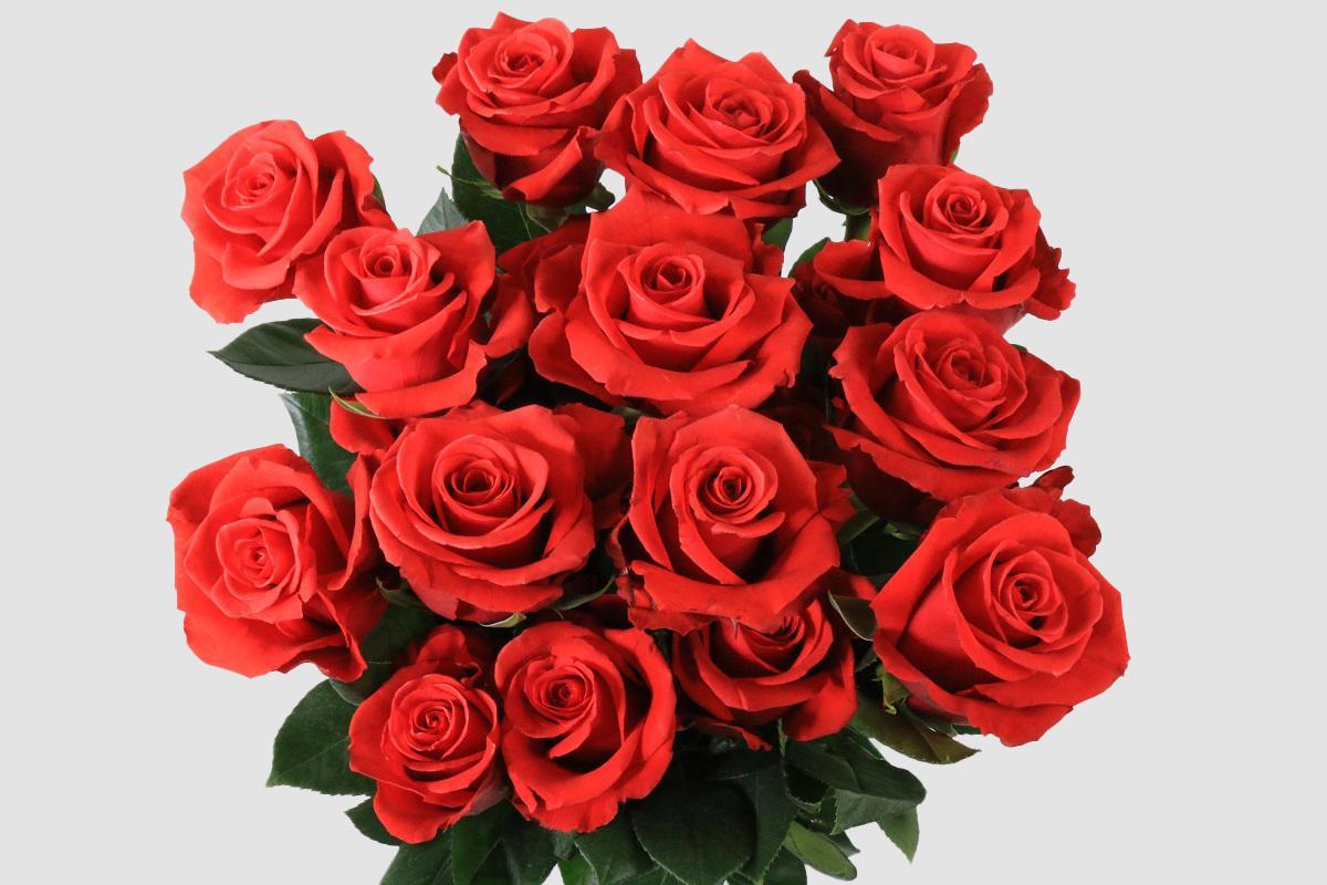 Срезанные цветы оптом Rosa ec nina от 125шт из Голландии с доставкой по России