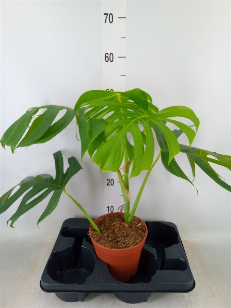 Горшечные цветы и растения оптом Monstera   ... от 1шт из Голландии с доставкой по России