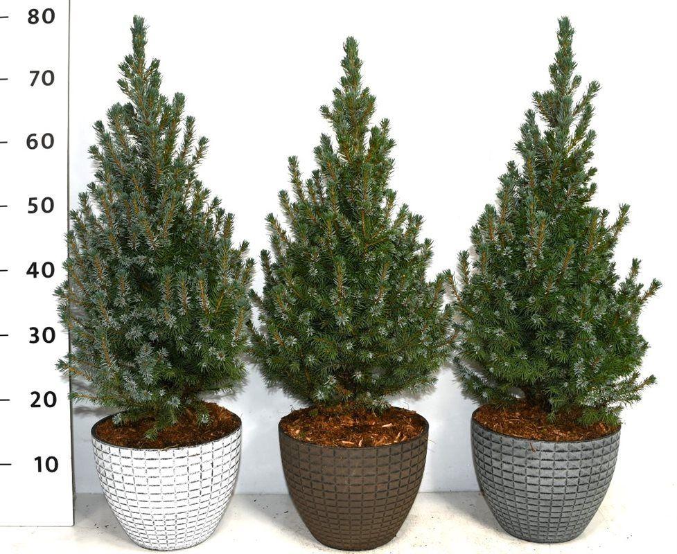 Горшечные цветы и растения оптом Picea Glauca Sanders Blue от 1шт из Голландии с доставкой по России