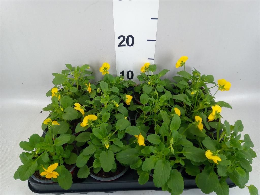 Горшечные цветы и растения оптом Viola Corn. evo Mini Yellow от 12шт (для телеги) из Голландии с доставкой по России