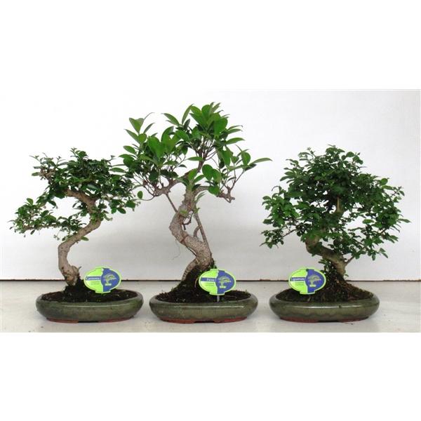 Горшечные цветы и растения оптом Bonsai Mix, Indoor, Without от 4шт из Голландии с доставкой по России