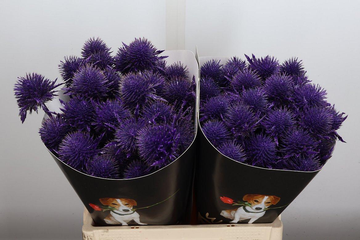 Срезанные цветы оптом Eryngium wax purple от 20шт из Голландии с доставкой по России
