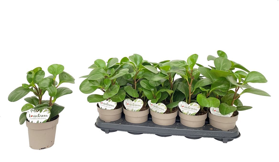 Горшечные цветы и растения оптом Peperomia Obtusifolia от 10шт из Голландии с доставкой по России