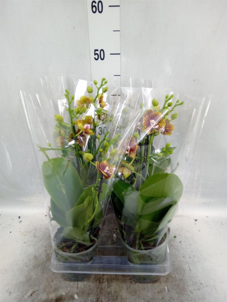 Горшечные цветы и растения оптом Phalaenopsis Multi.   ...yellow от 4шт из Голландии с доставкой по России