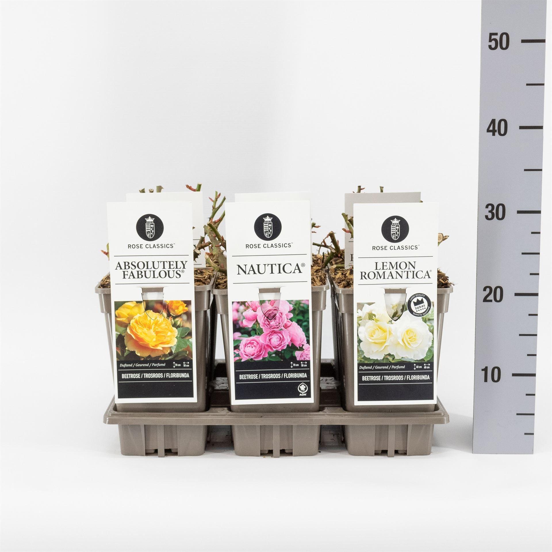 Горшечные цветы и растения оптом Rosa Fl  ... от 6шт из Голландии с доставкой по России