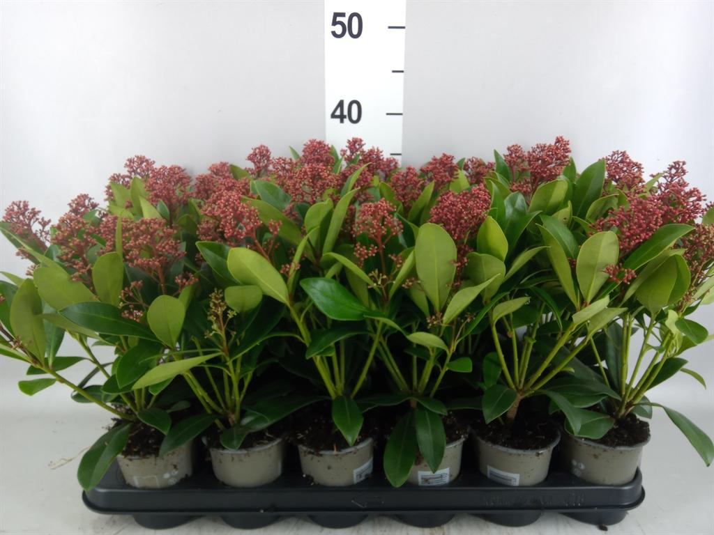 Горшечные цветы и растения оптом Skimmia Jap. rubella от 18шт (для телеги) из Голландии с доставкой по России
