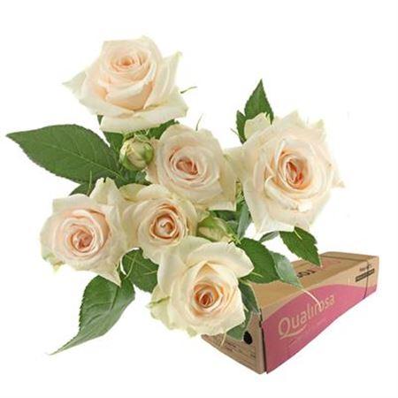 Срезанные цветы оптом Rosa spray super bubbles от 220шт из Голландии с доставкой по России