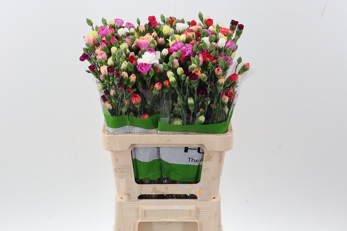 Срезанные цветы оптом Dianthus sp rainbow от 100шт из Голландии с доставкой по России