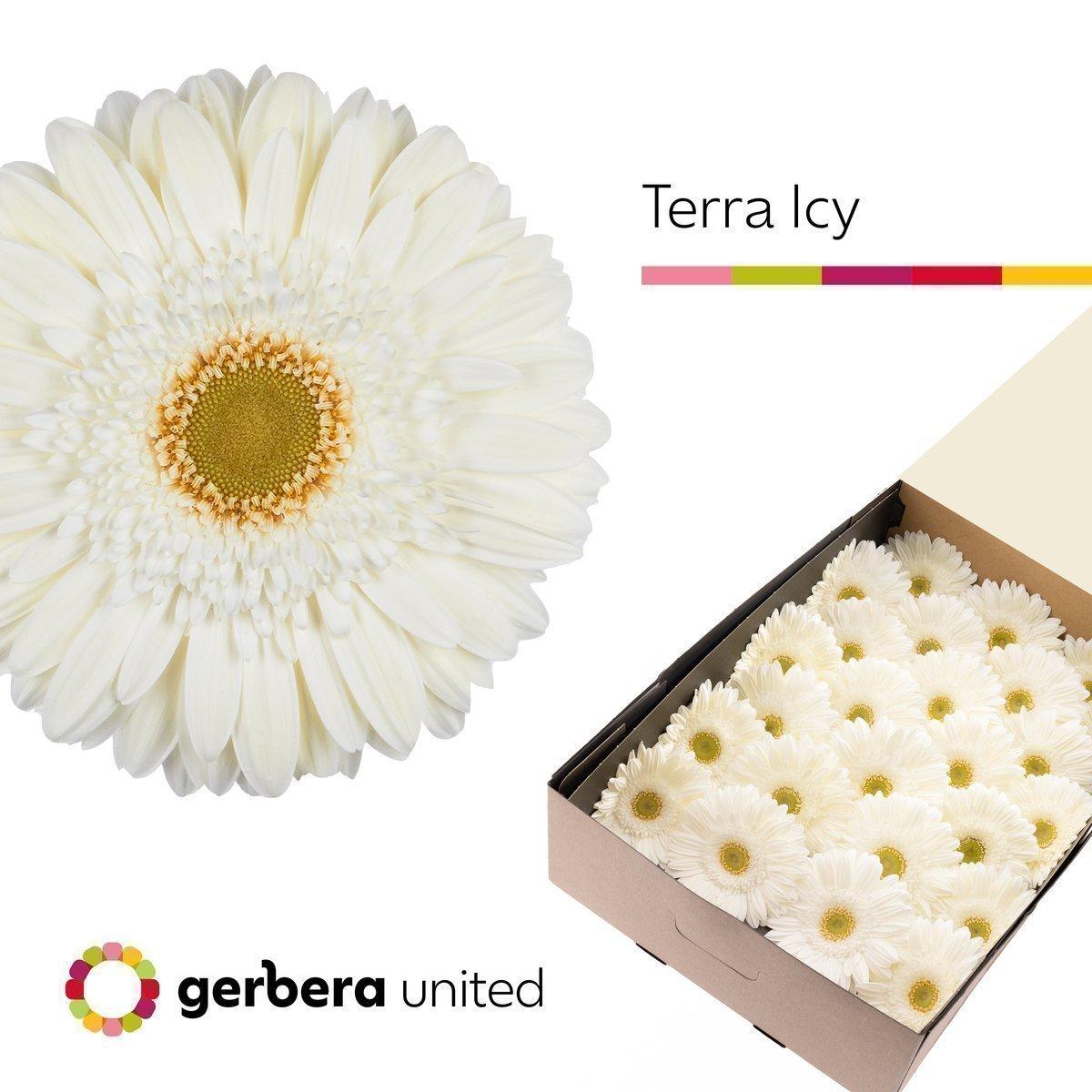 Срезанные цветы оптом Gerbera terra icy от 50шт из Голландии с доставкой по России