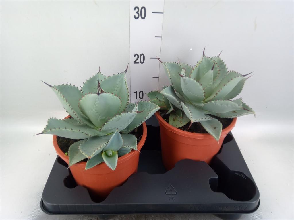 Горшечные цветы и растения оптом Agave   ... от 2шт из Голландии с доставкой по России