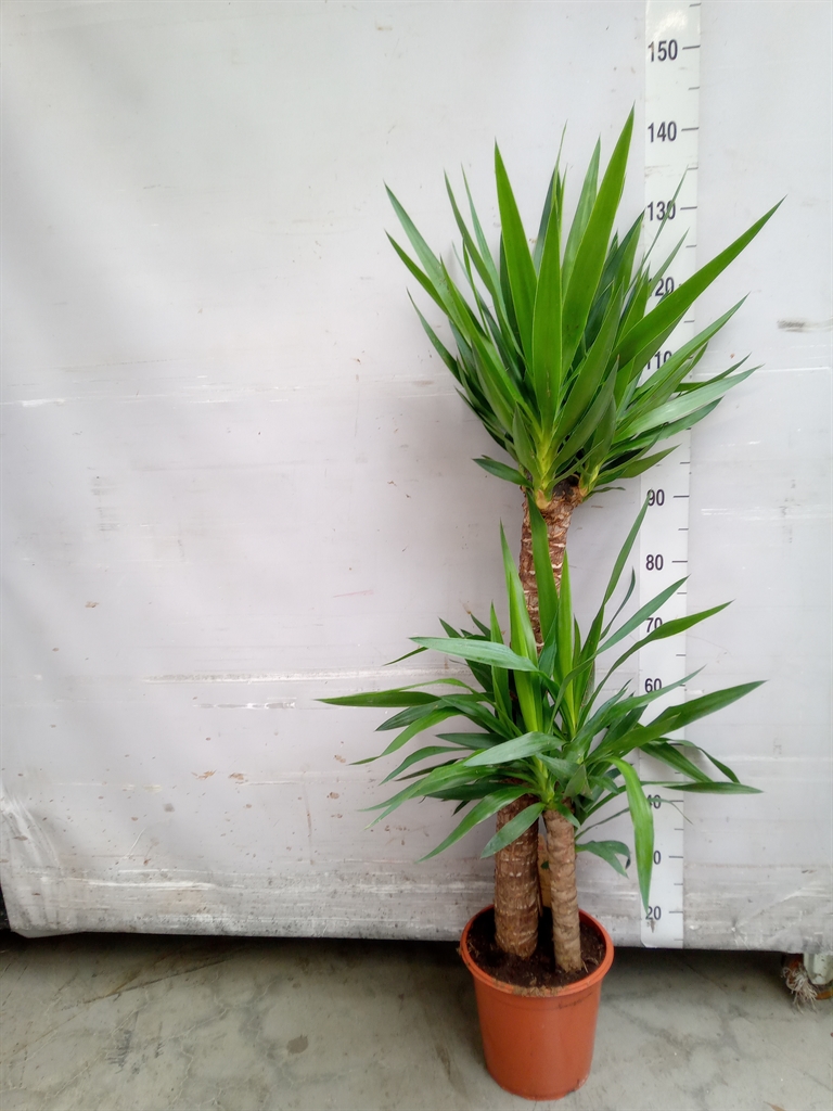 Горшечные цветы и растения оптом Yucca   ... от 1шт из Голландии с доставкой по России