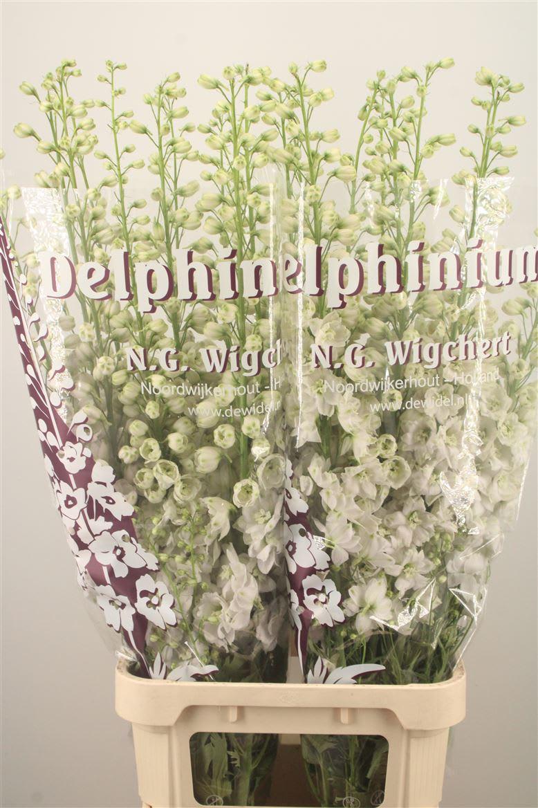 Срезанные цветы оптом Delphinium el du dewi siberia от 20шт из Голландии с доставкой по России