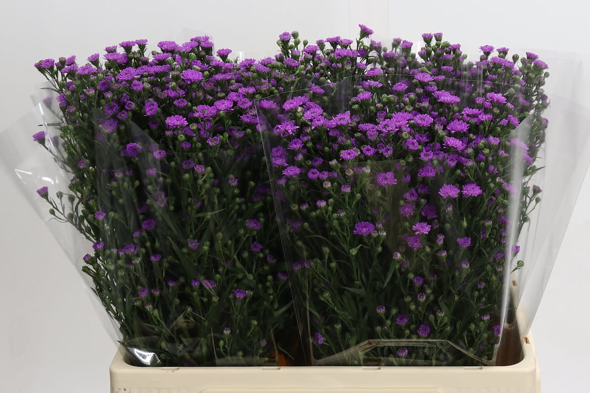 Срезанные цветы оптом Aster baby pink от 125шт из Голландии с доставкой по России Срезанные цветы оптом Aster baby pink от 125шт из Голландии с доставкой по России