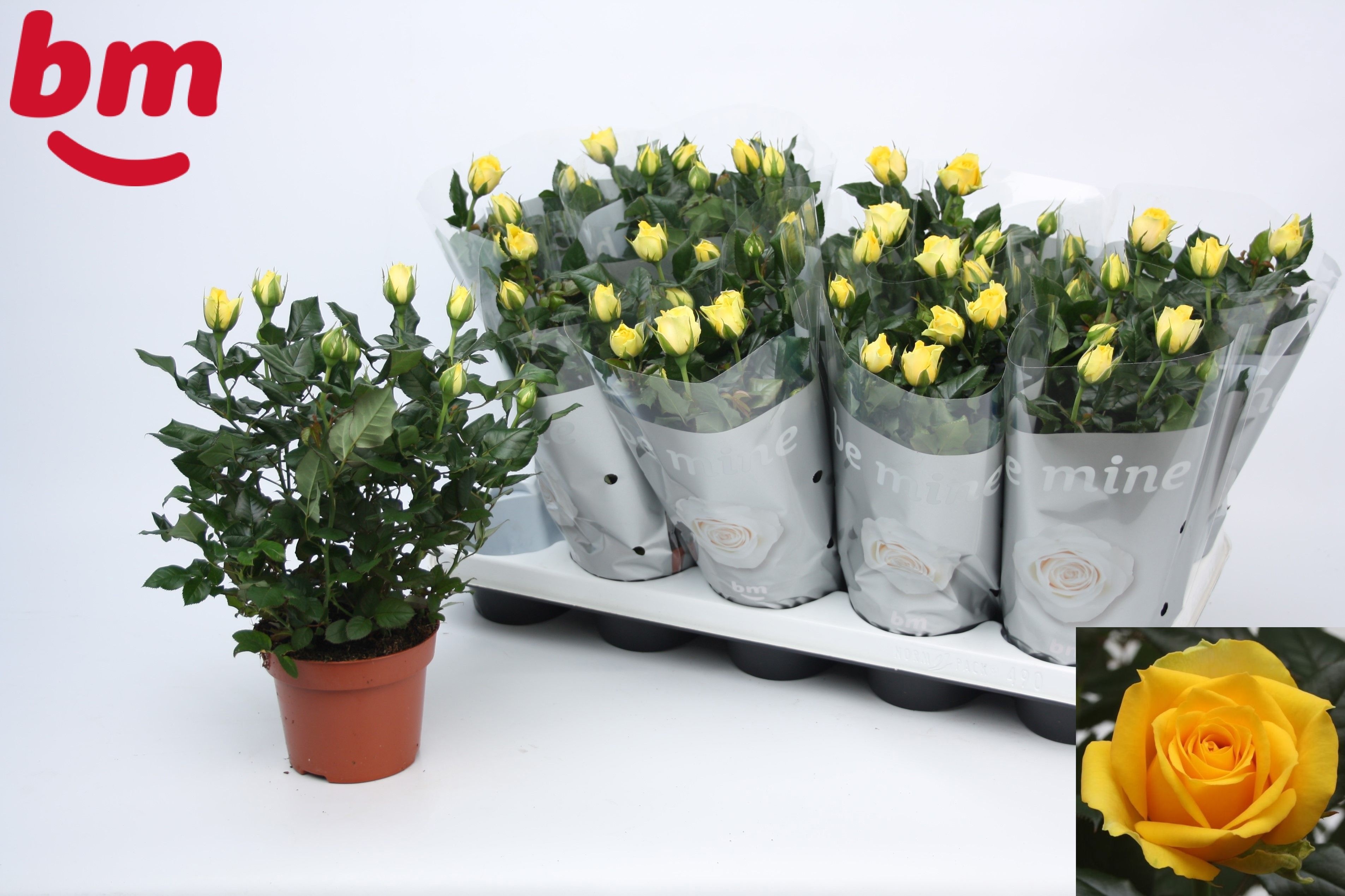Горшечные цветы и растения оптом Ro Yellow B Monde от 10шт из Голландии с доставкой по России