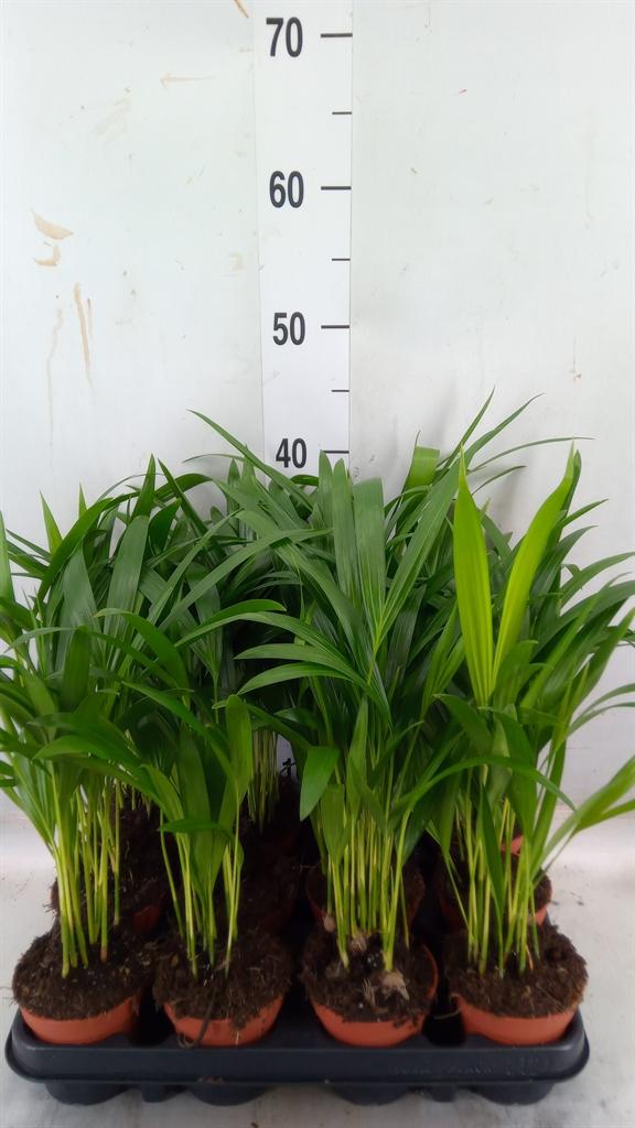 Горшечные цветы и растения оптом Dypsis Lutescens   ...chrysalidoca от 12шт (для телеги) из Голландии с доставкой по России