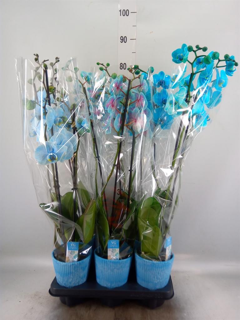 Горшечные цветы и растения оптом Phalaenopsis   ... от 6шт из Голландии с доставкой по России