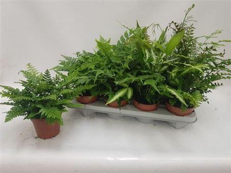 Горшечные цветы и растения оптом Varens Gem от 8шт из Голландии с доставкой по России