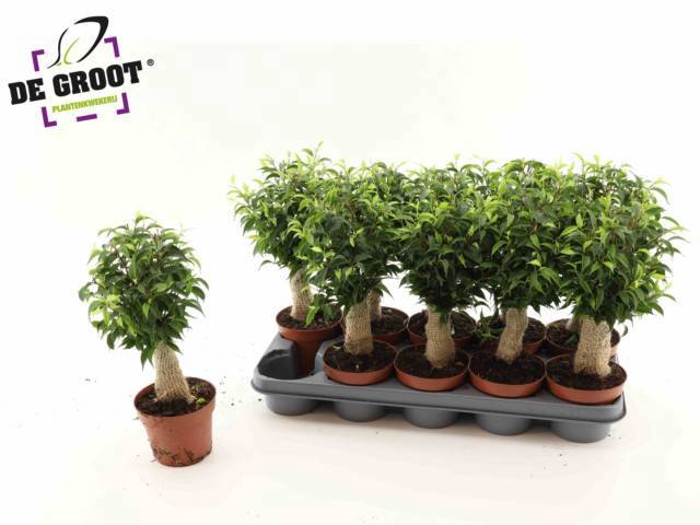 Горшечные цветы и растения оптом Fic Be Natasja от 10шт из Голландии с доставкой по России