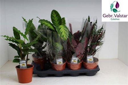 Горшечные цветы и растения оптом Calathea Mix от 8шт из Голландии с доставкой по России