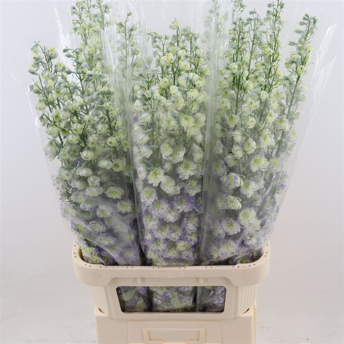 Срезанные цветы оптом Delphinium do purple от 30шт из Голландии с доставкой по России