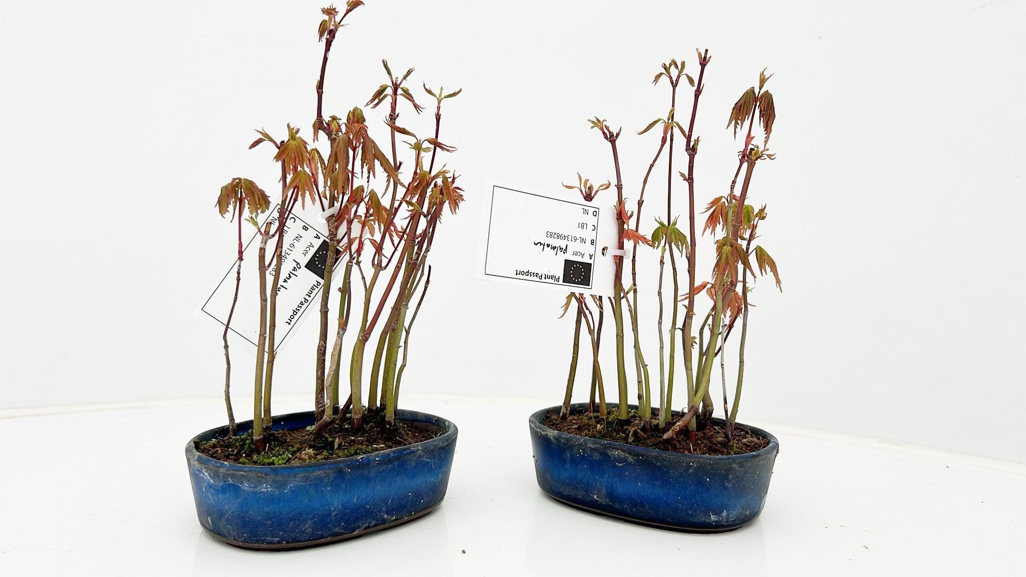 Горшечные цветы и растения оптом Acer Palmatum, Group, Pot 11cm. от 2шт из Голландии с доставкой по России