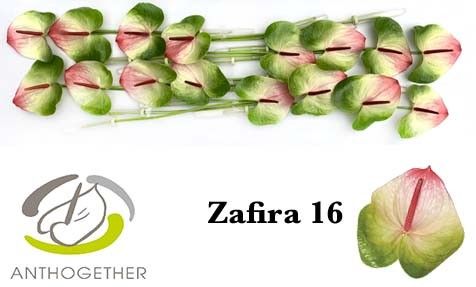 Срезанные цветы оптом Anthurium zafira от 16шт. из Голландии с доставкой по России