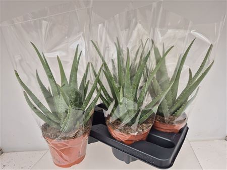 Горшечные цветы и растения оптом Aloe Mistral от 4шт из Голландии с доставкой по России