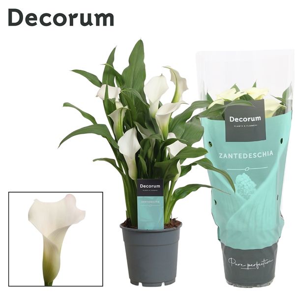 Горшечные цветы и растения оптом Zantedeschia White (decorum) от 10шт из Голландии с доставкой по России