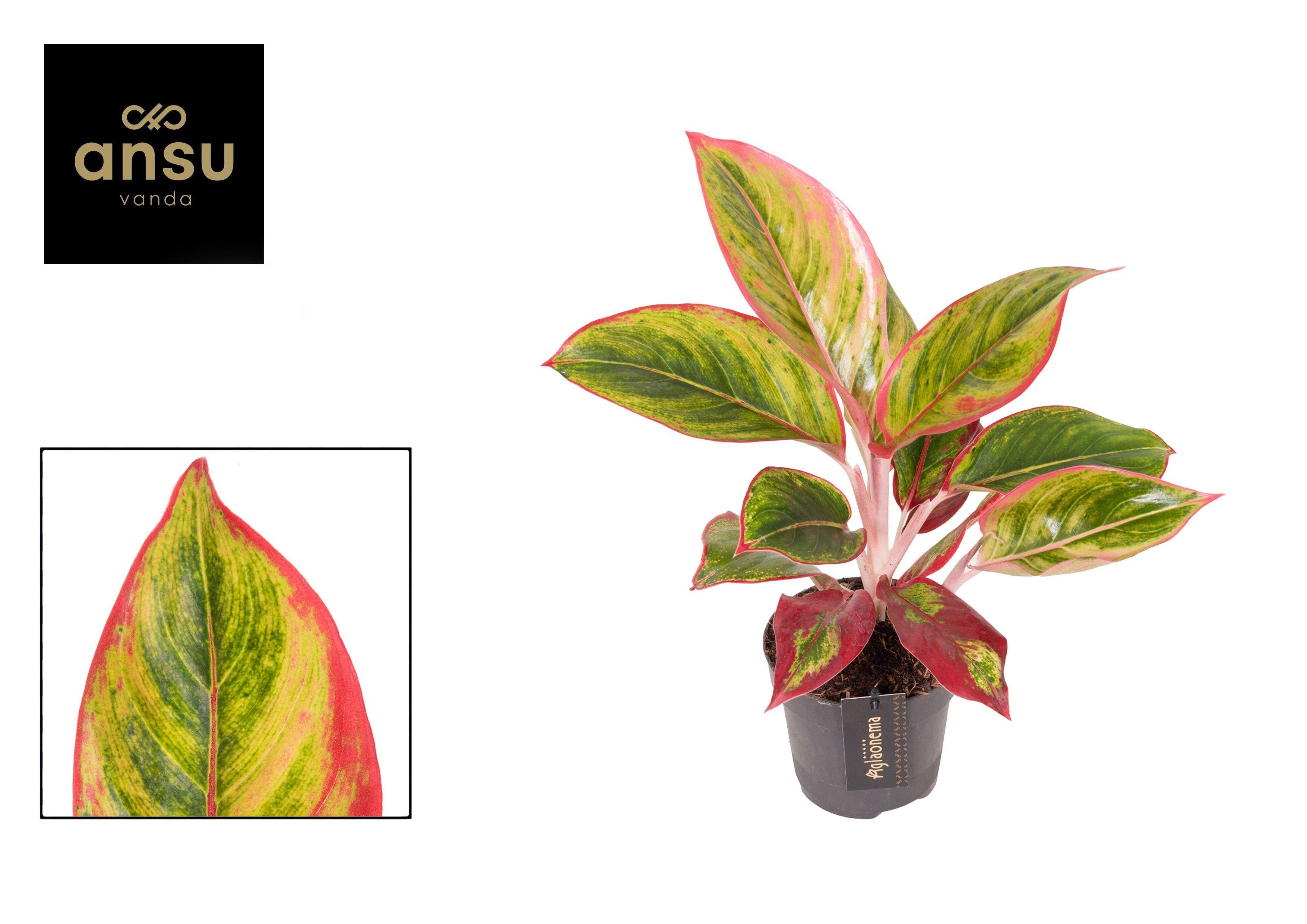 Горшечные цветы и растения оптом Aglaonema Jamaica Red от 6шт из Голландии с доставкой по России