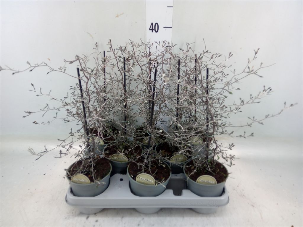 Горшечные цветы и растения оптом Corokia Cotoneaster от 8шт из Голландии с доставкой по России