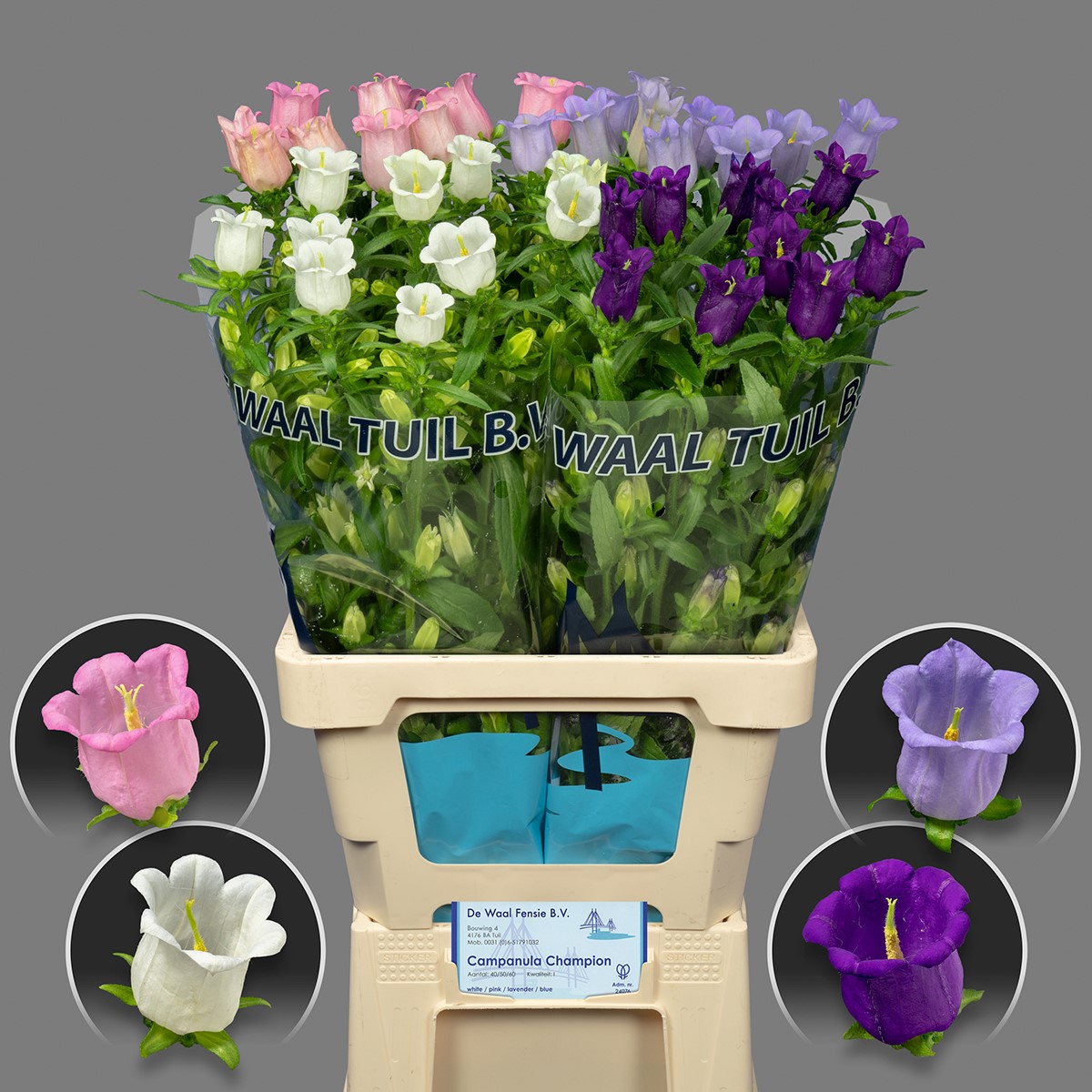 Срезанные цветы оптом Campanula medium mix in bucket от 40шт. из Голландии с доставкой по России