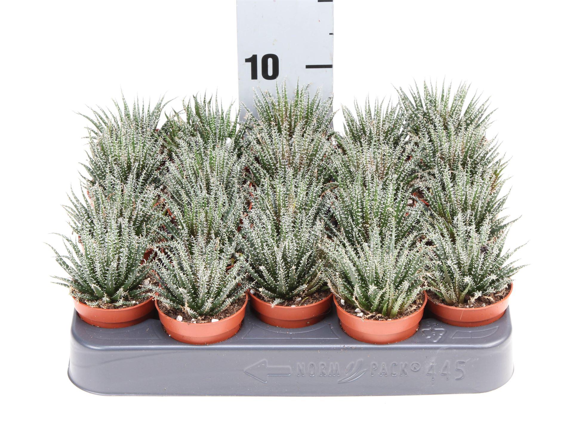 Горшечные цветы и растения оптом Haworthia   ... от 20шт (для телеги) из Голландии с доставкой по России