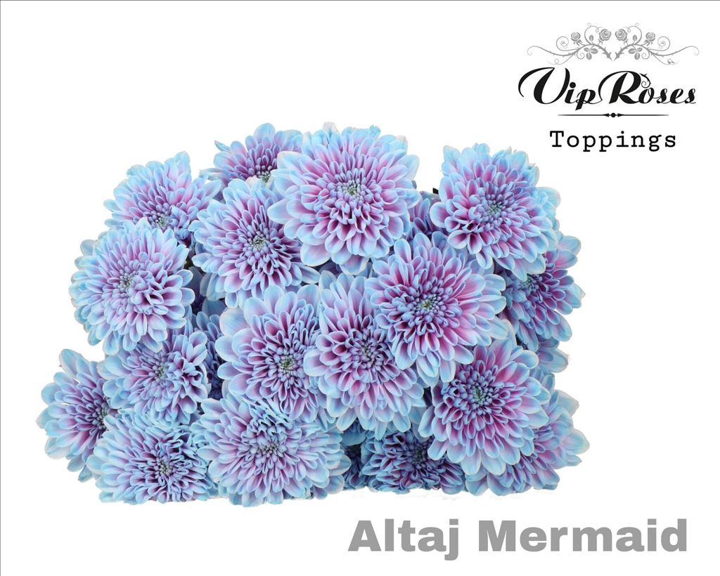 Срезанные цветы оптом Chrys sp paint altaj mermaid от 20шт из Голландии с доставкой по России