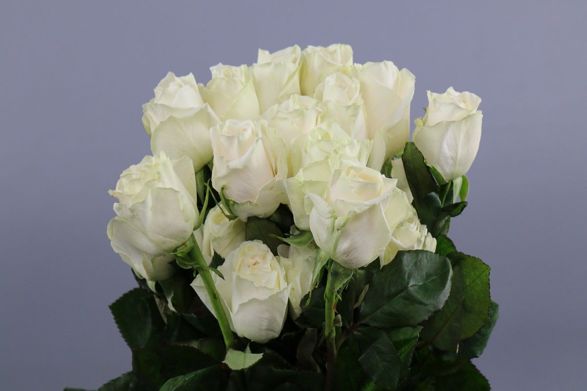 Срезанные цветы оптом Rosa ec playa blanca от 40шт из Голландии с доставкой по России