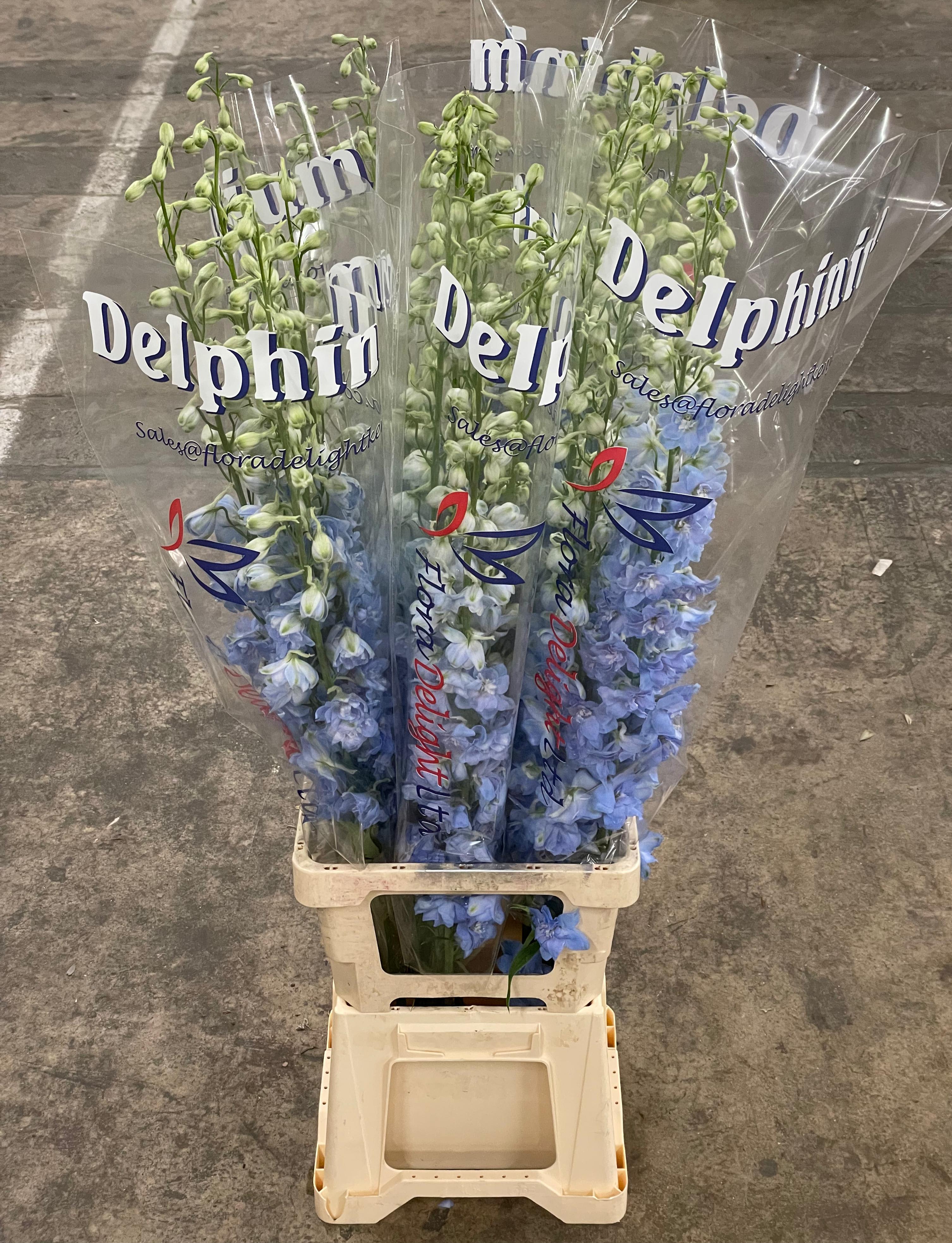 Срезанные цветы оптом Delphinium el dewi boy от 25шт из Голландии с доставкой по России