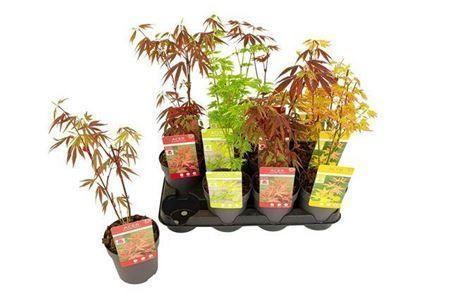 Горшечные цветы и растения оптом Acer Palmatum Mix от 12шт из Голландии с доставкой по России