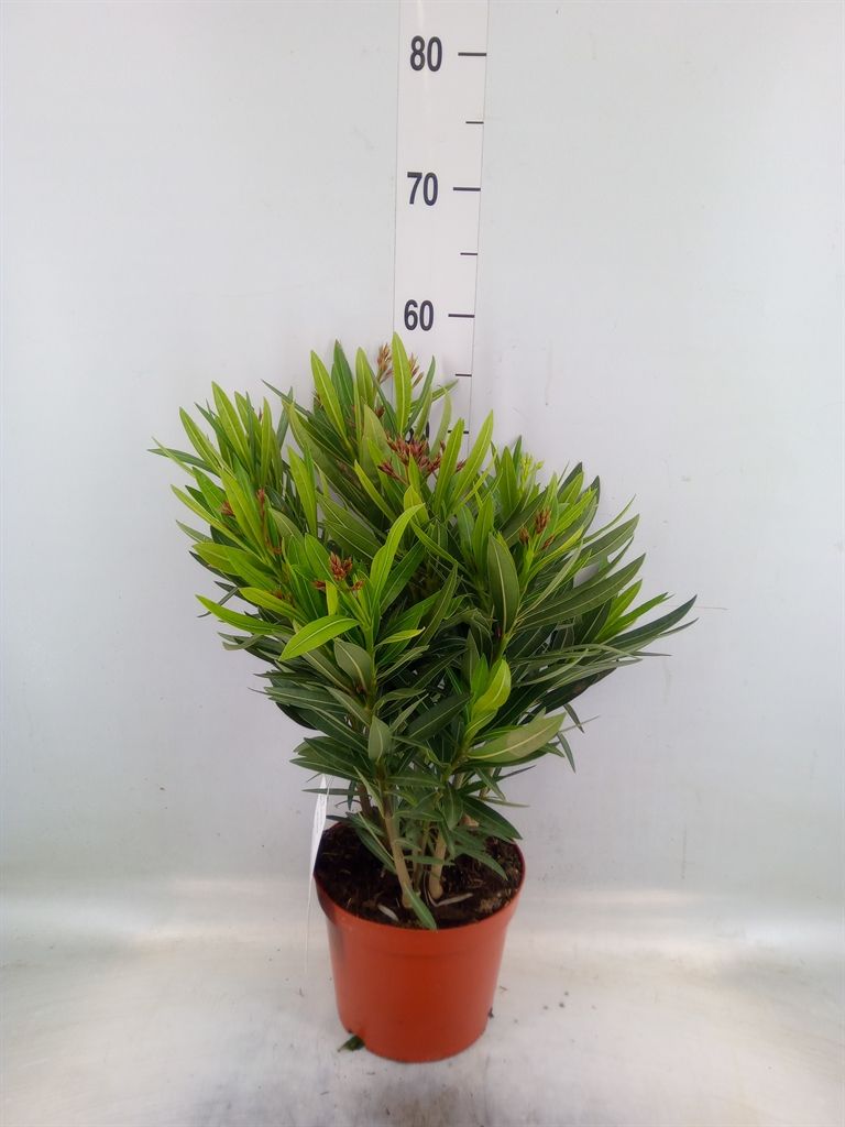 Горшечные цветы и растения оптом Nerium Oleander   ... от 1шт из Голландии с доставкой по России